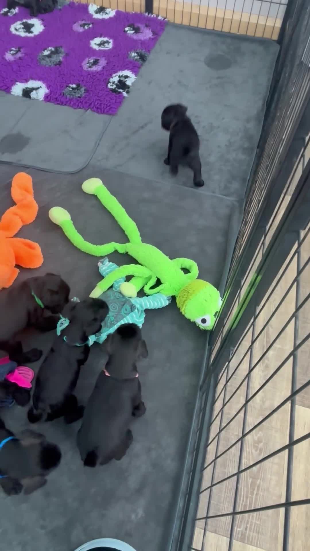 Miniature Schnauzer dogs for sale: 2 beautiful black boys available  - Video 1