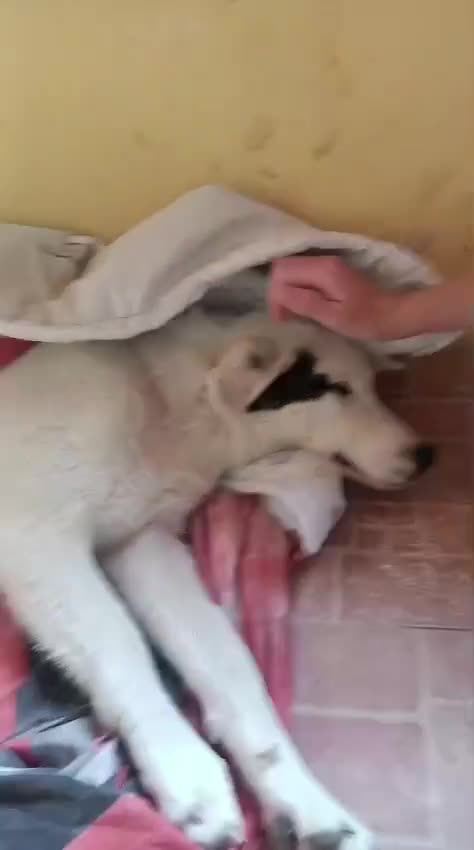 Mixed Breed dogs for adoption: BIANCA, a Superb little Girl, for a Loving Home - Video 4