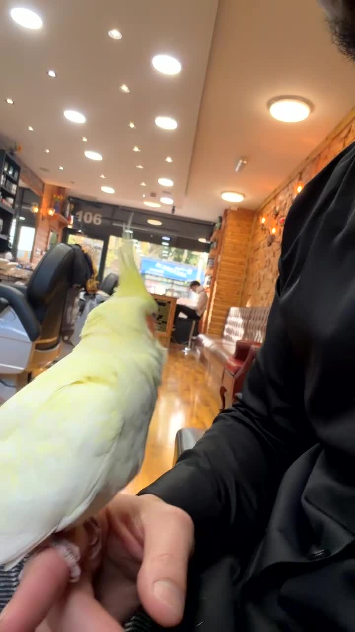 Cockatiels birds for sale: Young cockatiel he is only 7 months  - Video 2