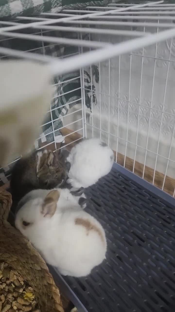 Mixed Breed rabbits for sale: They are 3 weeks and 5 weeks old  - Video 1