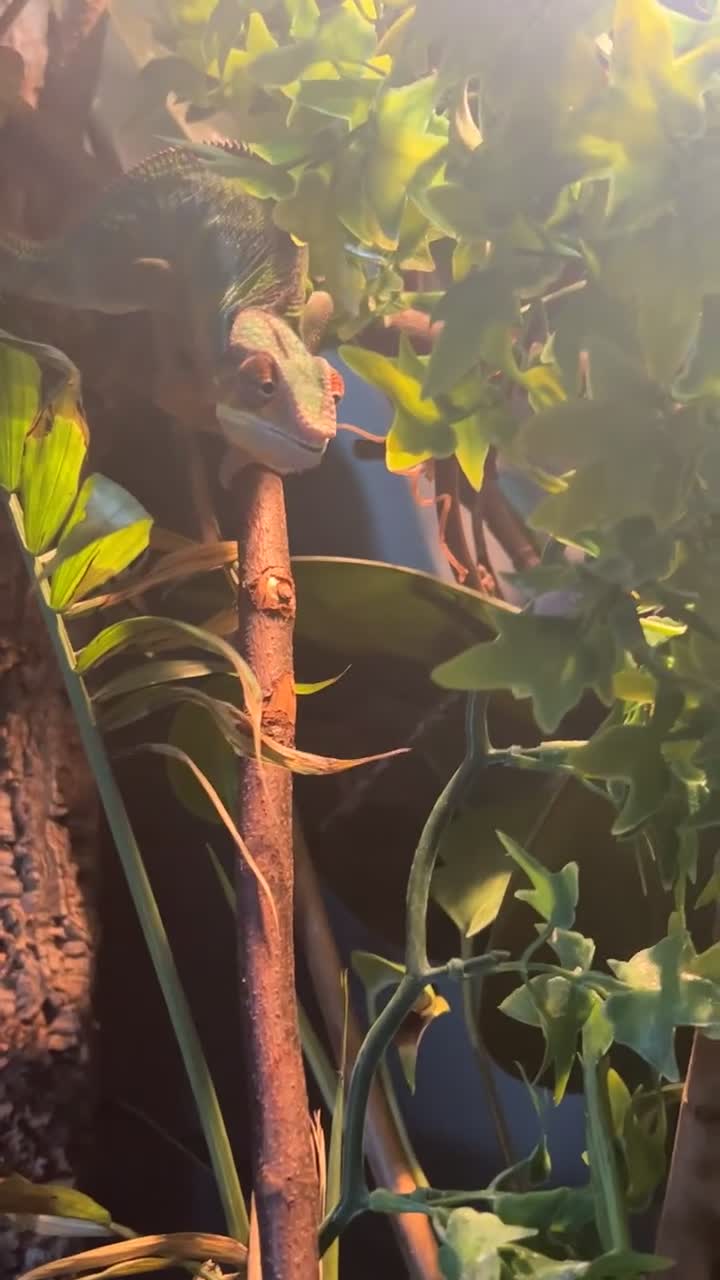 Chameleon reptiles for sale: male panther chameleon - Video 2