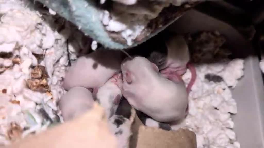Rat rodents for sale: Rat pups - Video 1