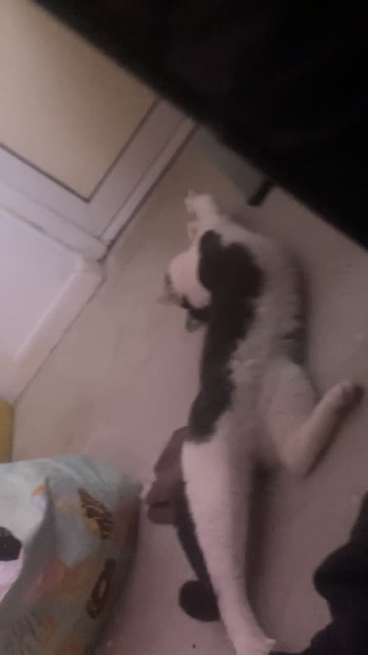 British Shorthair cats for sale: Cookie for sale - Video 1