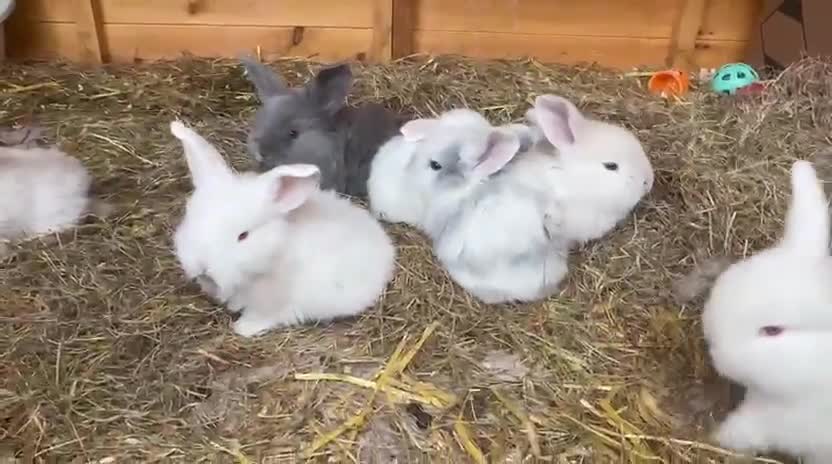 French Lop rabbits for sale: French lop - Video 3