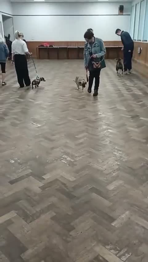 Mixed Breed dogs for adoption: Lotti – gentle, loving & ready for home 💗 in Birmingham - Video 1