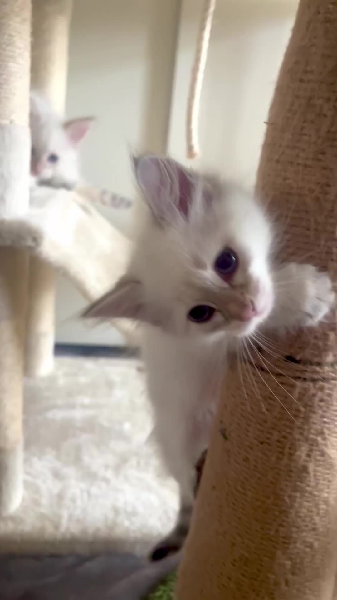 Siberian cats for sale: Hypoallergenic Female Siberian Blue eyes Neva - Video 1