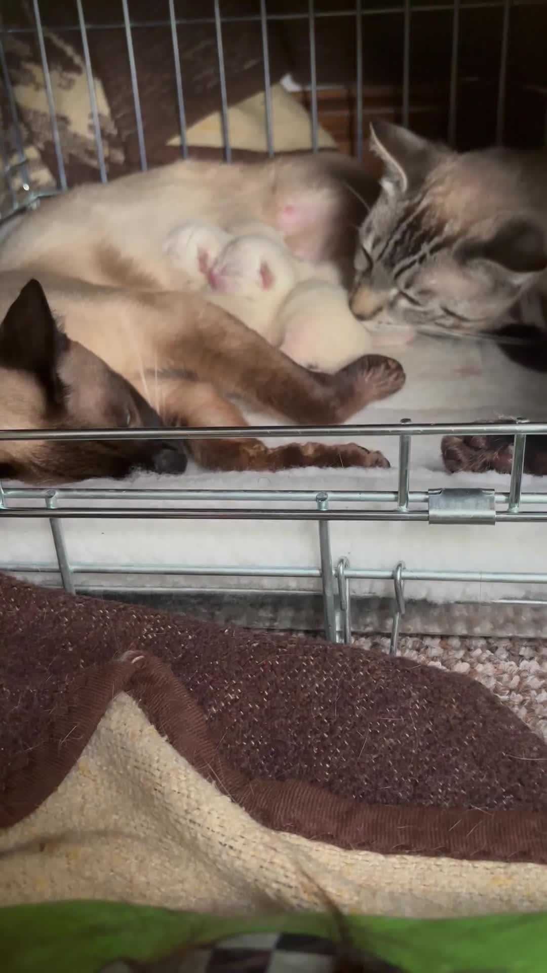 Siamese cats for sale: Playful Siamese Boys – Needs a Forever Family in Harpenden - Video 1