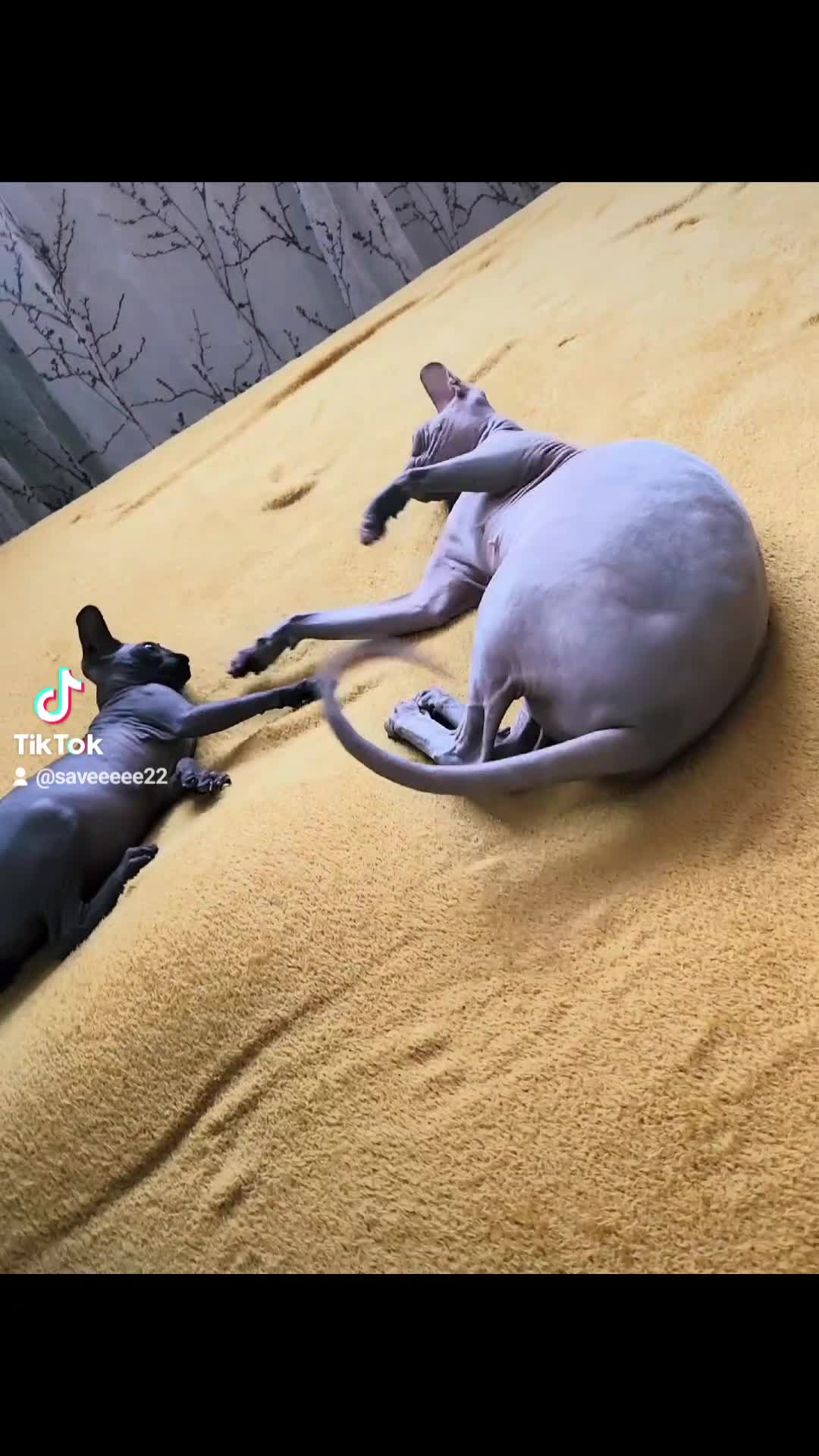 Sphynx cats for sale: Canadian blue-black sphynx kitten - Video 1