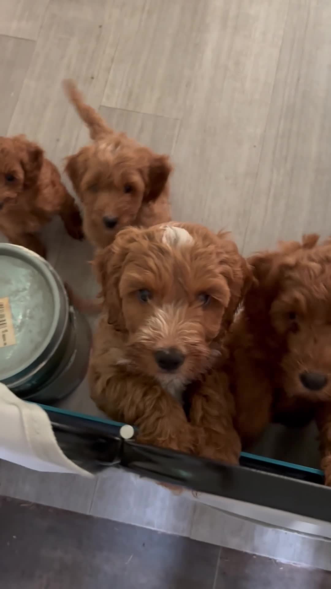 Cockapoo dogs for sale: 7 DEEP RED COCKAPOO’S‼️ - Video 1