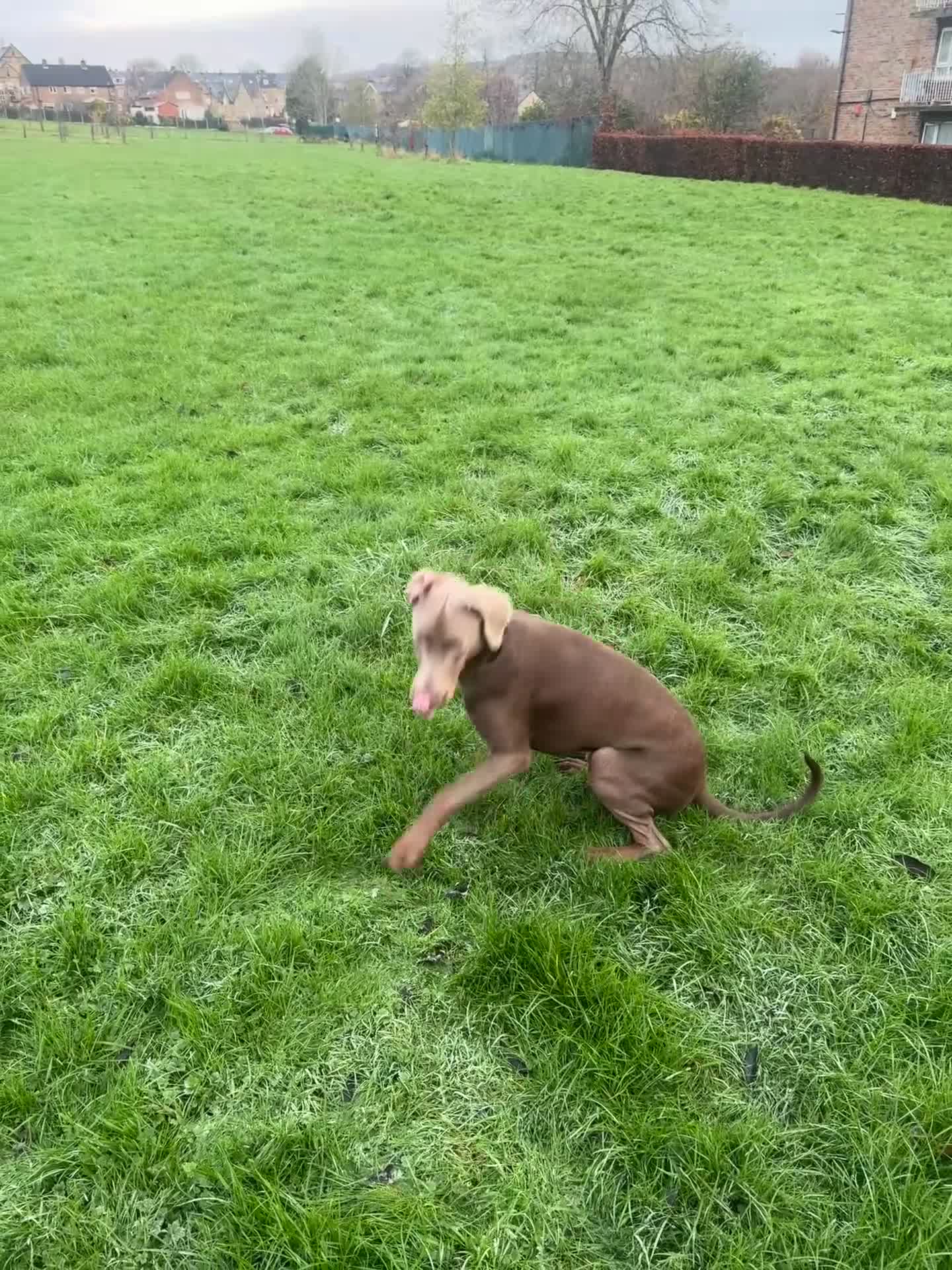 Dobermann dogs for stud: Charming Isabella Dobermann Pincher for Stud - Video 1