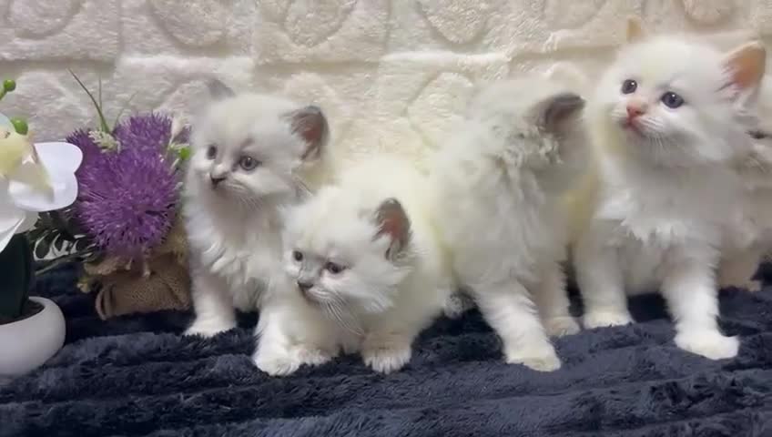 Ragdoll cats for sale:  Exceptional GCCF Registered Ragdoll Kittens   - Video 4