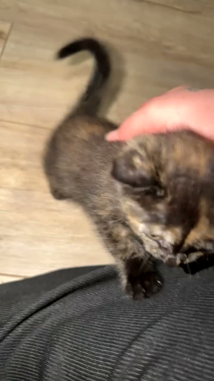 Mixed Breed cats for sale: Tortie female - Video 1