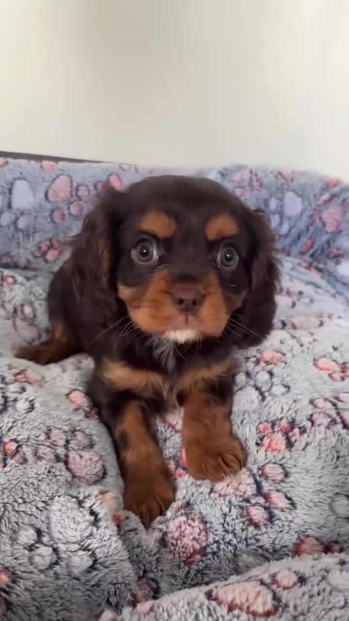 Cavalier King Charles Spaniel dogs for sale: KC TRI BOY LEFT 🍫health tested parents  - Video 1