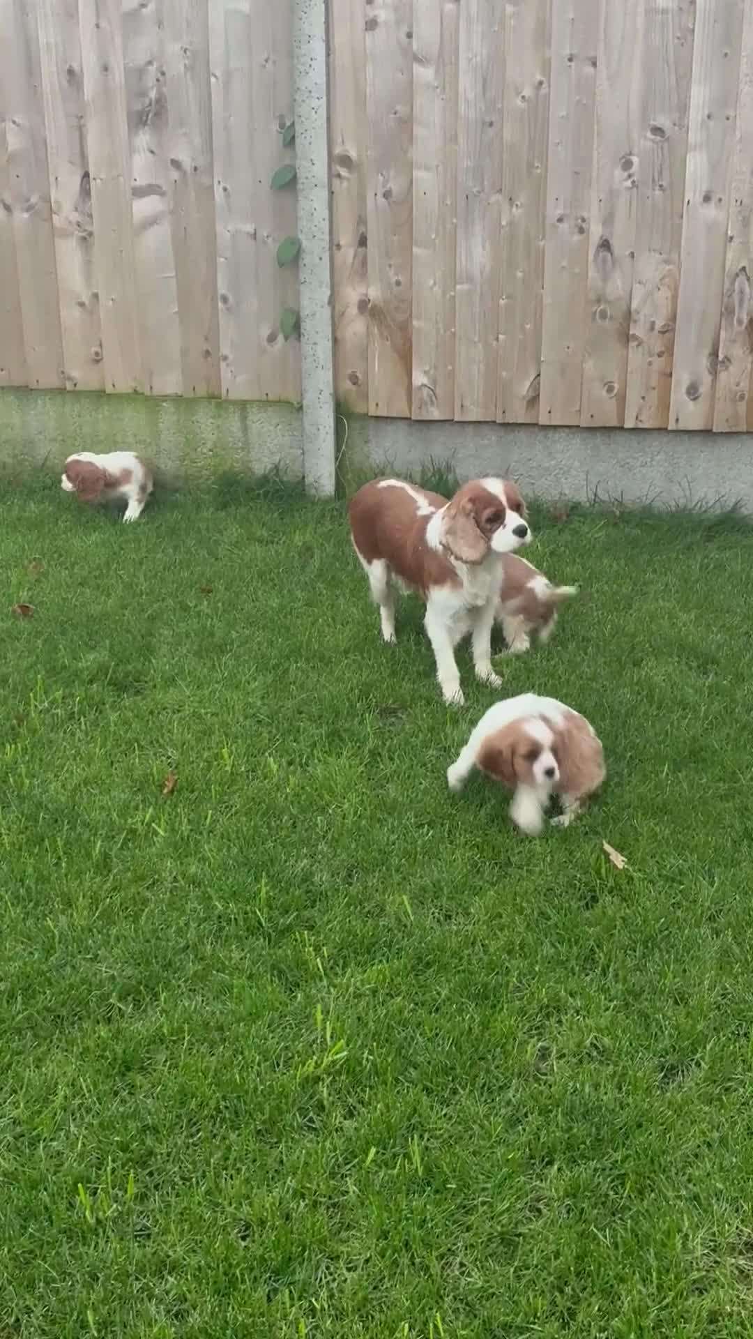 Cavalier King Charles Spaniel dogs for sale: ✨Adorable King Charles Cavalier Puppies✨READY NOW✨ - Video 1