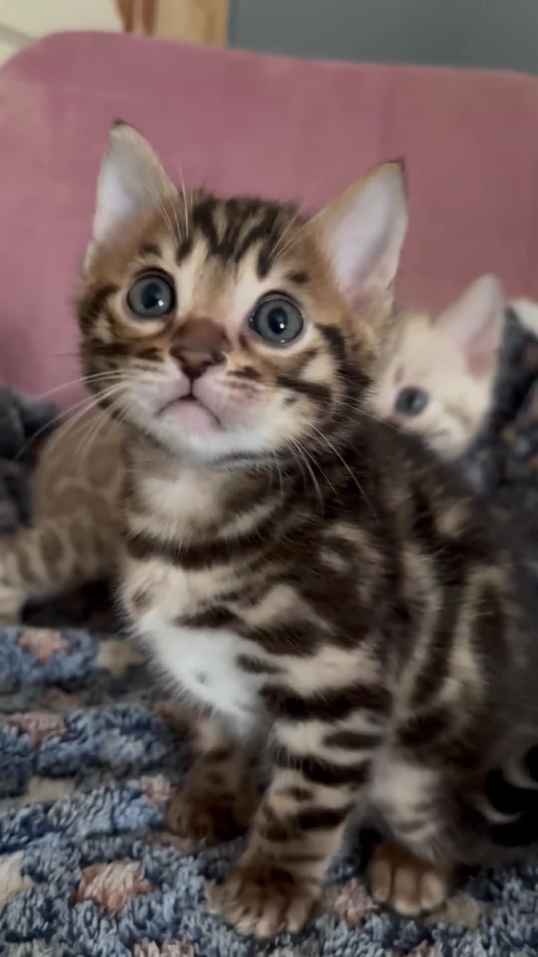 Bengal cats for sale: Stunning brown TICA reg boy bengal kitten - Video 1