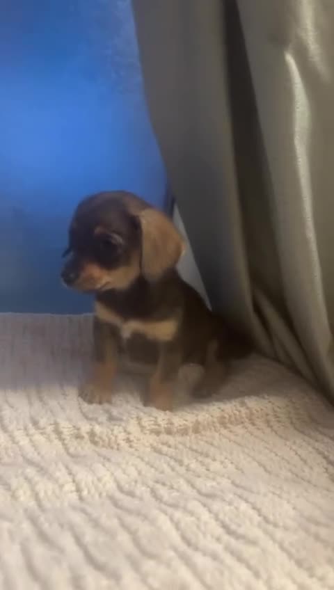 Mixed Breed dogs for sale: Dachshund and Pomeranian - Video 2