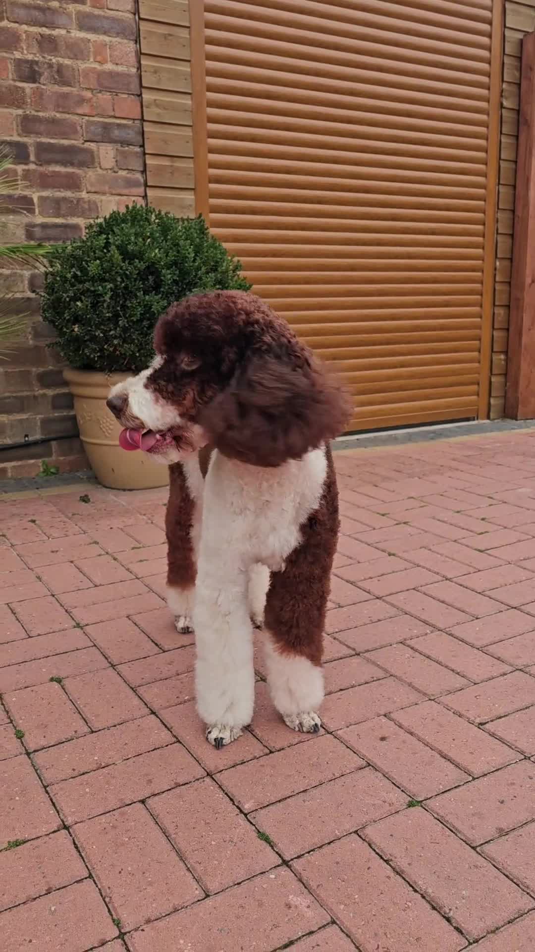 Bernedoodle dogs for stud: STUNNING FULLY HEALTH TESTED MOYEN POODLE🐾  - Video 1