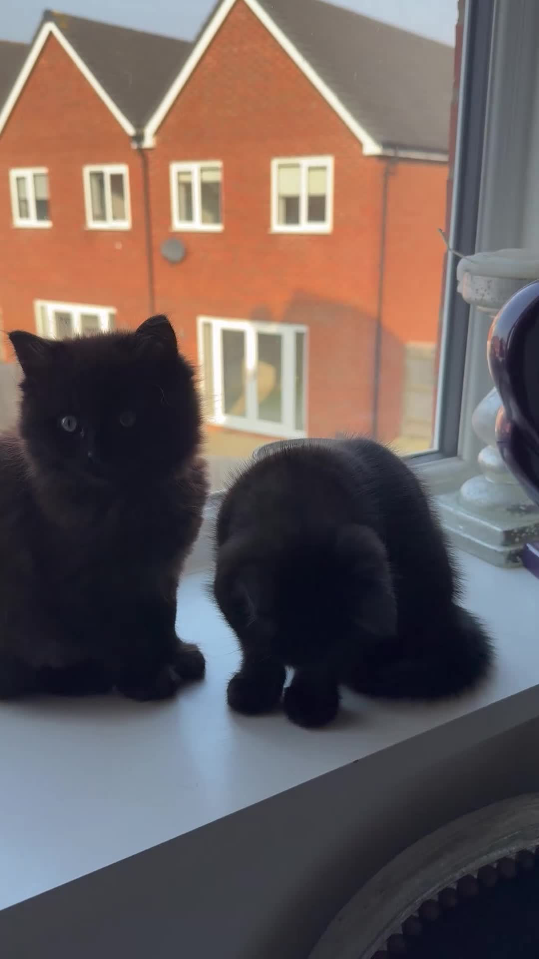 Ragdoll cats for sale: Beautiful RAGDOLL X KITTENS  - Video 2