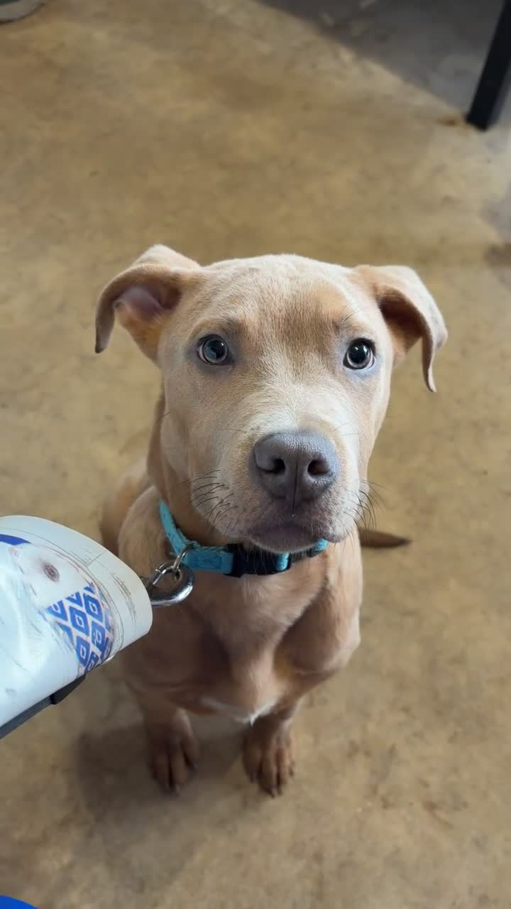 Mixed Breed dogs for sale: Service dog trainee puppy ACE :)  - Video 1