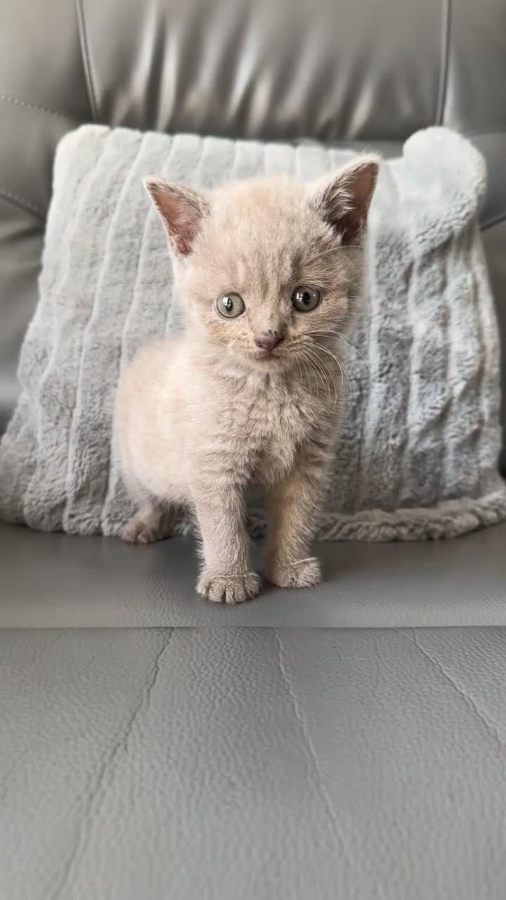 British Shorthair cats for sale: Lilac British Shorthair in Birmingham - Video 1