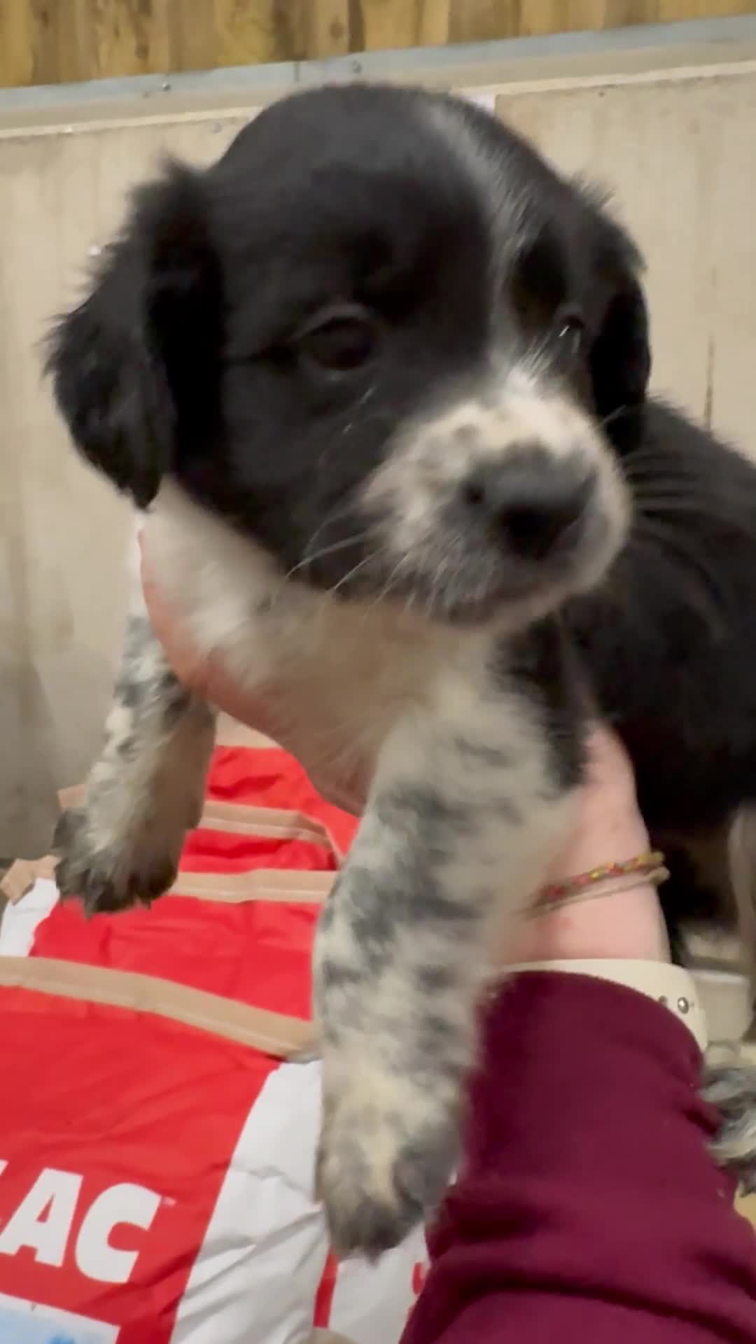 Sprollie dogs for sale: Beautiful Sprollie puppies - Video 5