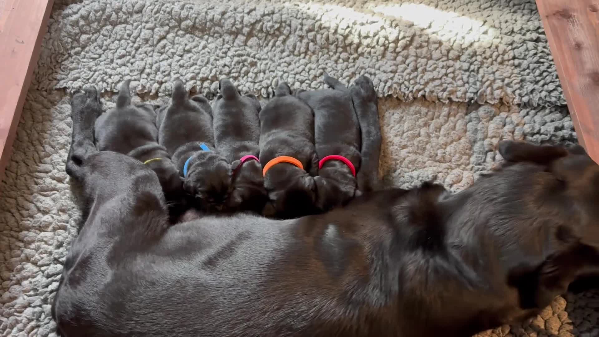 Labrador Retriever dogs for sale: Premium Pedigree Puppies for Labrador Lovers - Video 1