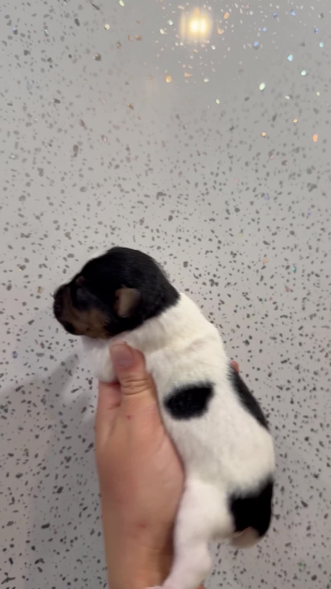 Jack Russell dogs for sale: Traditional Jack Russell Puppies  - Video 4