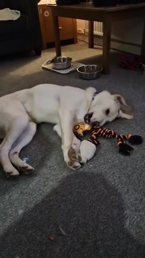 Mixed Breed dogs for adoption: 💙MOROZKO💙 9 MONTHS -WELL BEHAVED-VERY FRIENDLY in Ipswich - Video 3