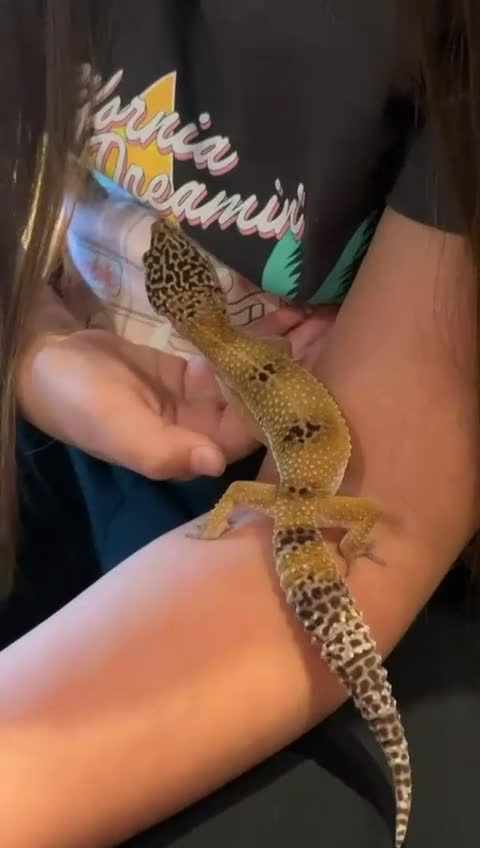 Leopard Gecko reptiles for sale: 2 albino leopard geckos and full enclosure  - Video 1