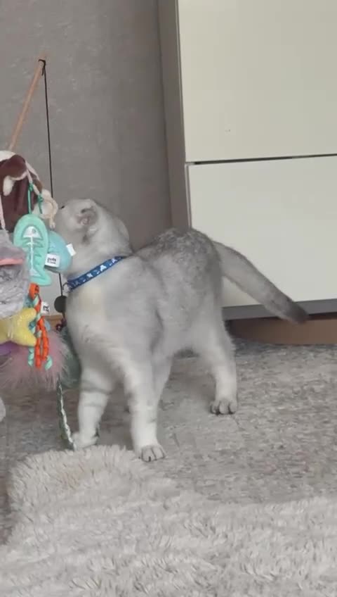 Scottish Fold cats for sale: Beautiful Scottish Fold Boy - Video 1