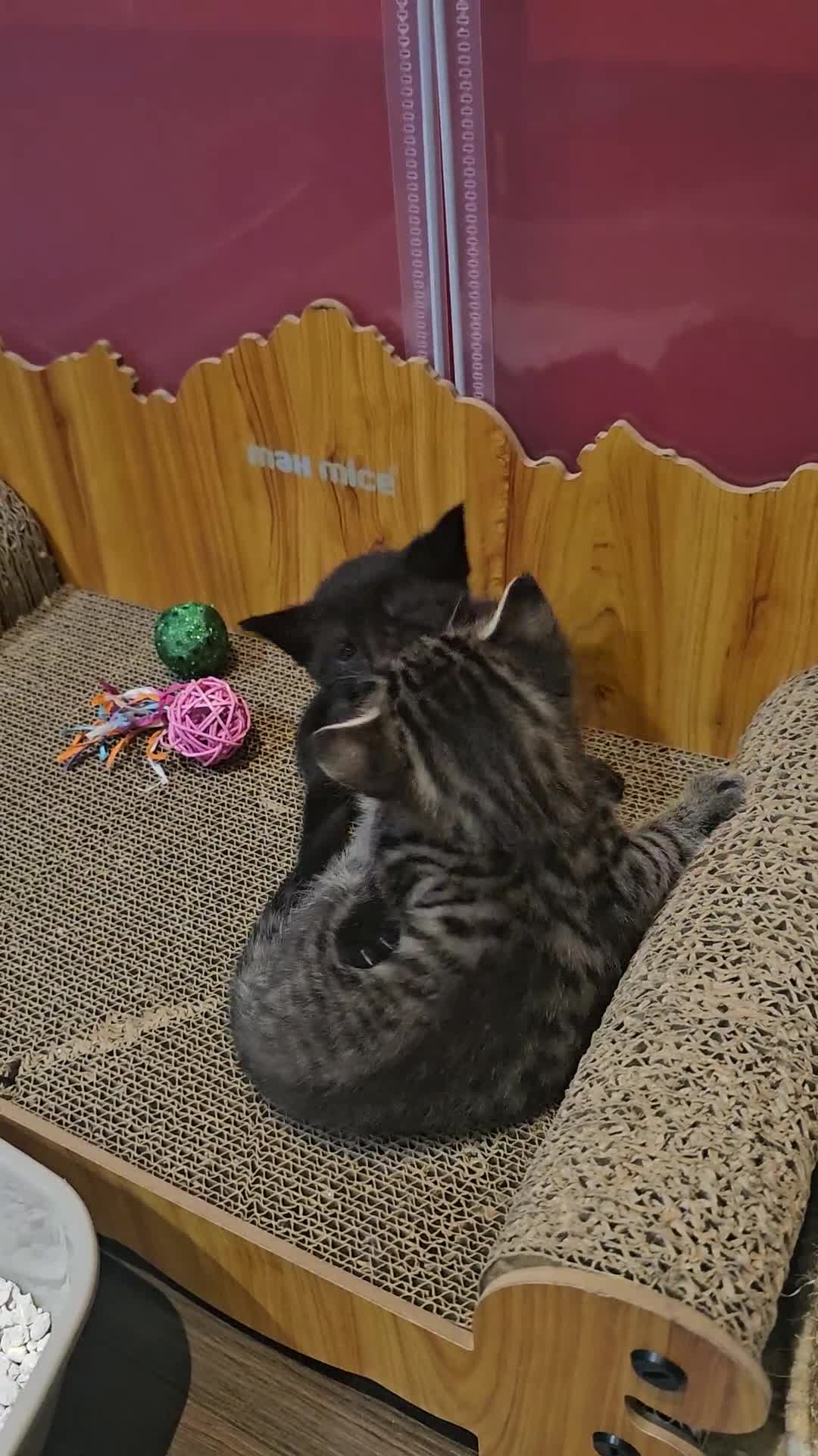 Mixed Breed cats for sale: Gorgeous kittens  - Video 2