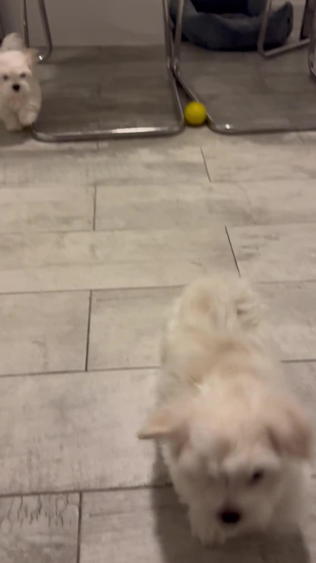 Maltese dogs for sale:  KC Registred Maltese puppies  - Video 3