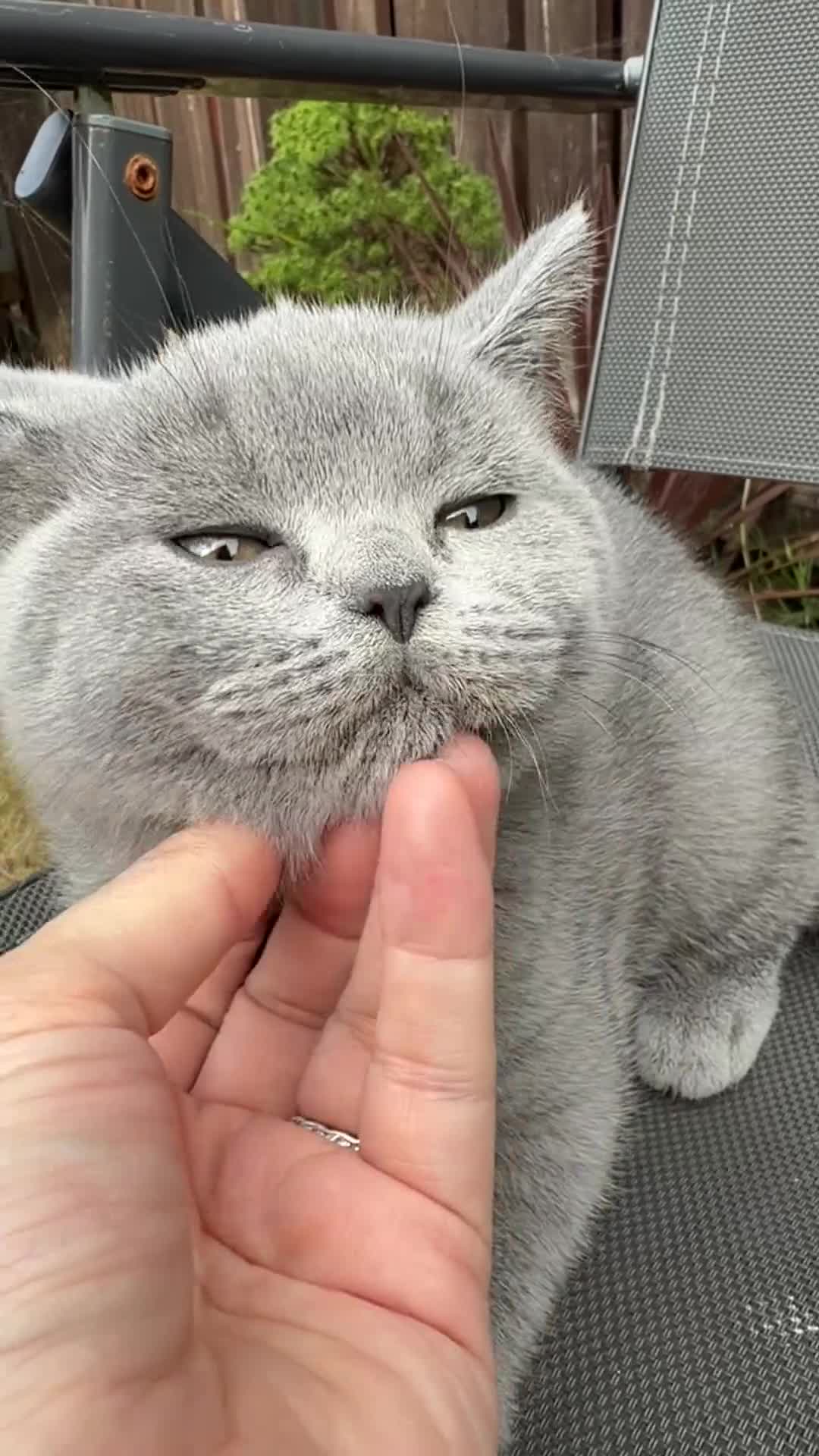 British Shorthair cats for sale: Lovely British Shorthair kittens for sale! - Video 2