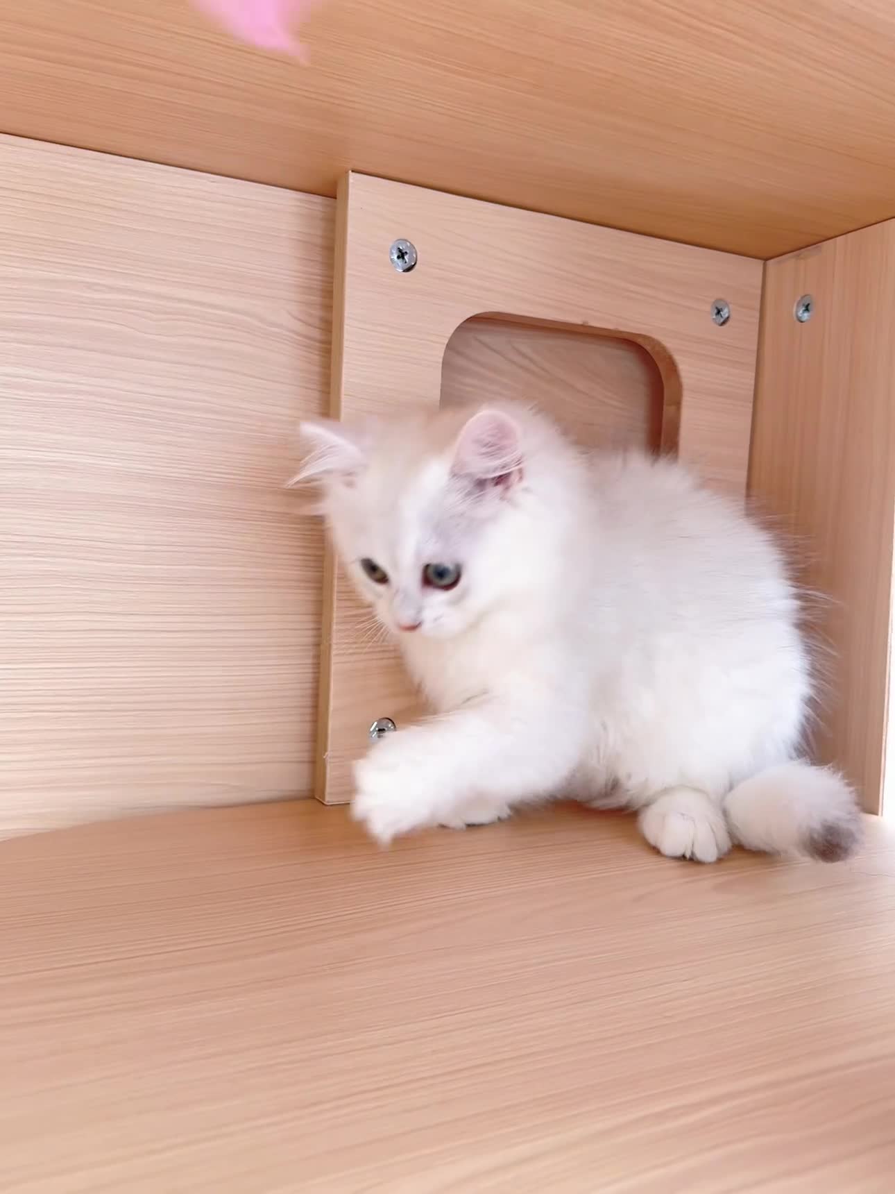 British Longhair cats for sale:  Longhair Silver Point & Golden Point Kittens - Video 1