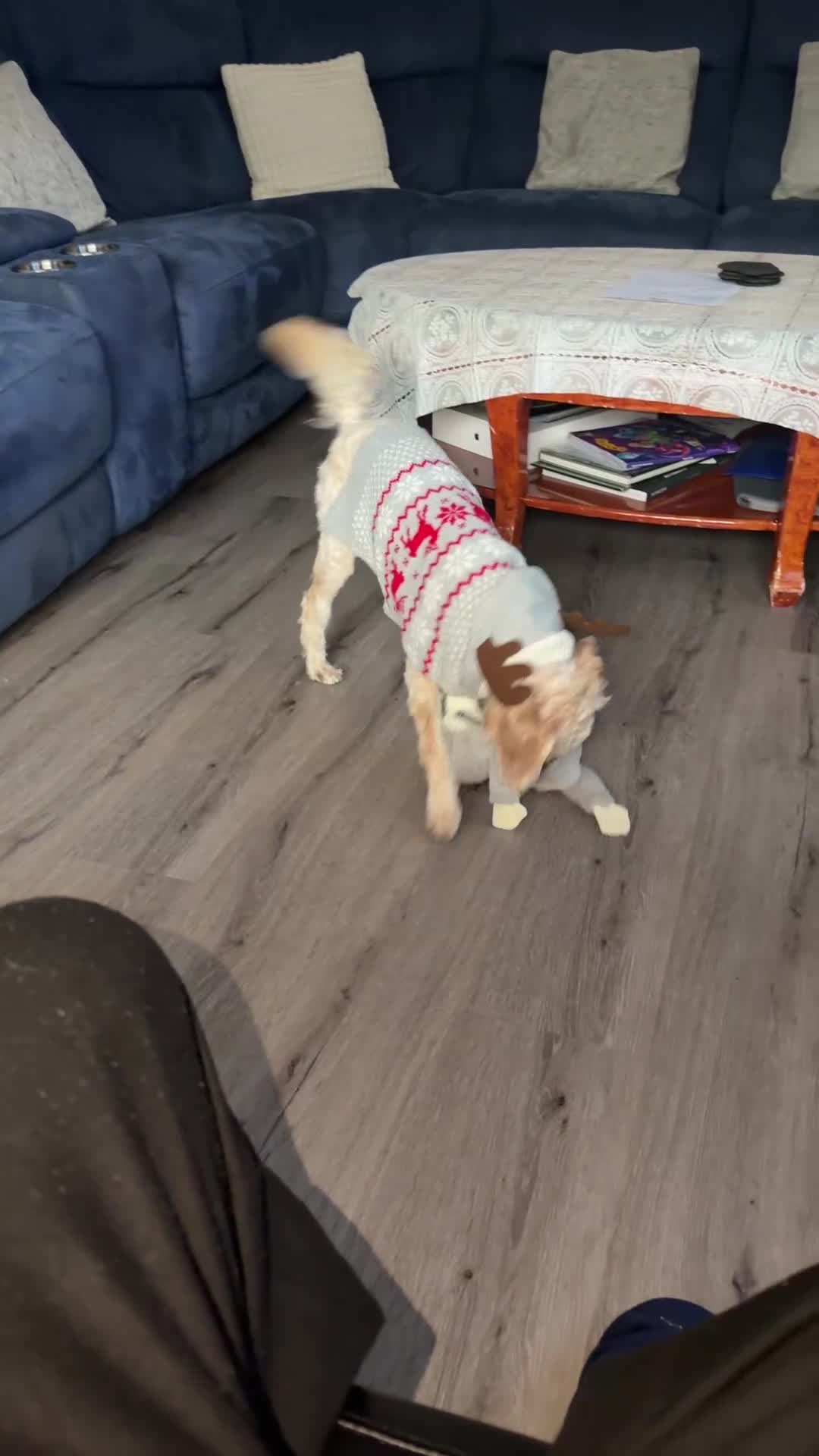 Cockapoo dogs for sale: Hypoallergenic boy cockapoo fully trained  - Video 2