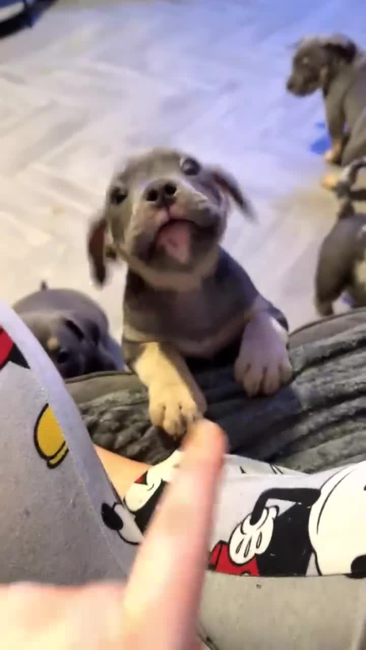 American Bully dogs for sale: Pocket bully pups  - Video 2