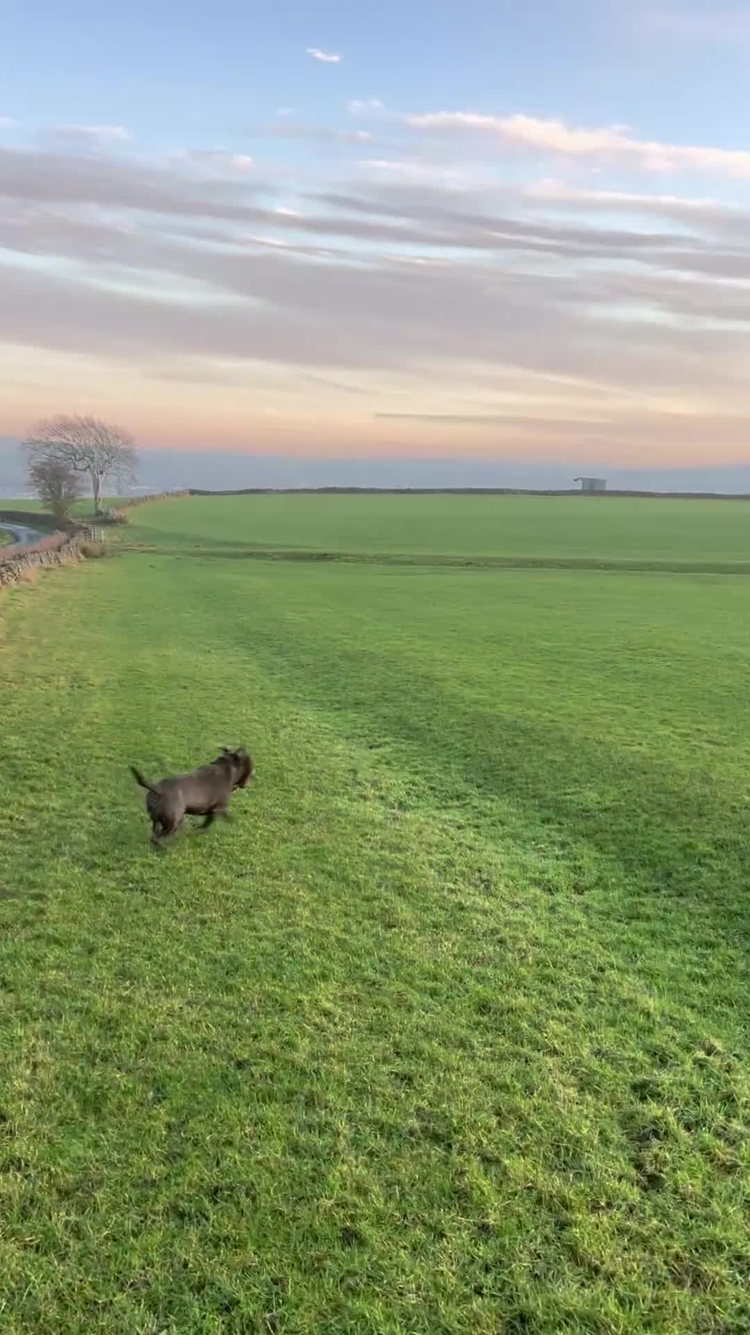 Staffordshire Bull Terrier dogs for stud: Blue Staffordshire Bull Terrier - Video 1