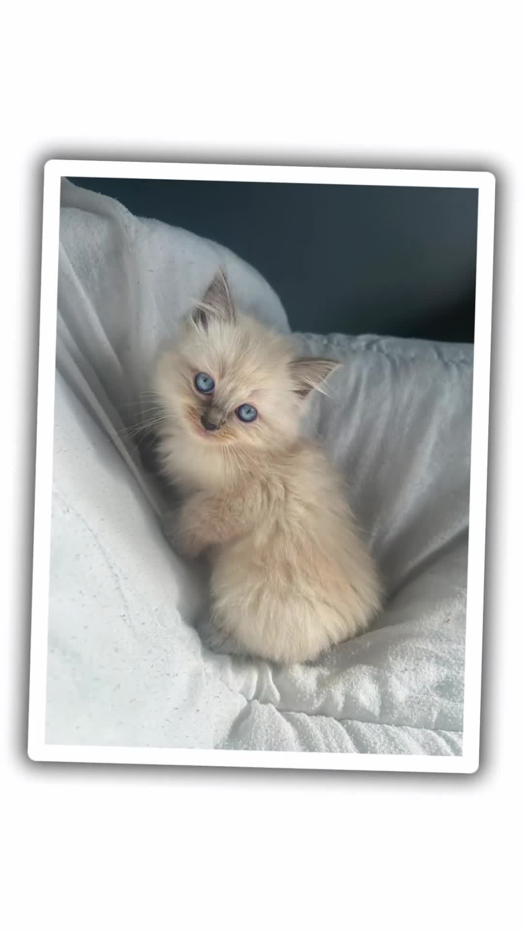 Ragdoll cats for sale: Stunning Ragdoll kittens  - Video 1