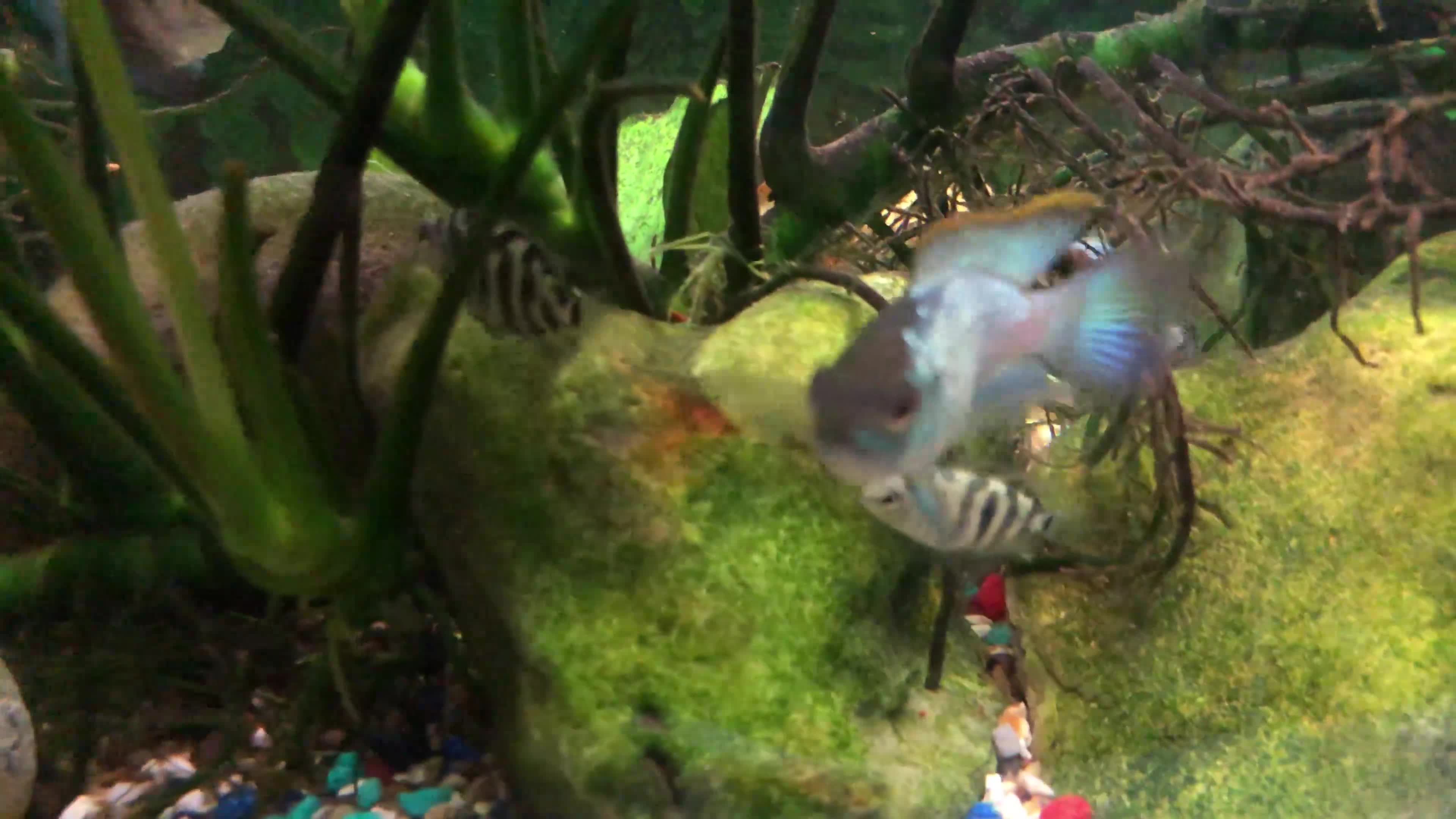 Cichlids fish for sale: Polar parrot fish for sale  - Video 1