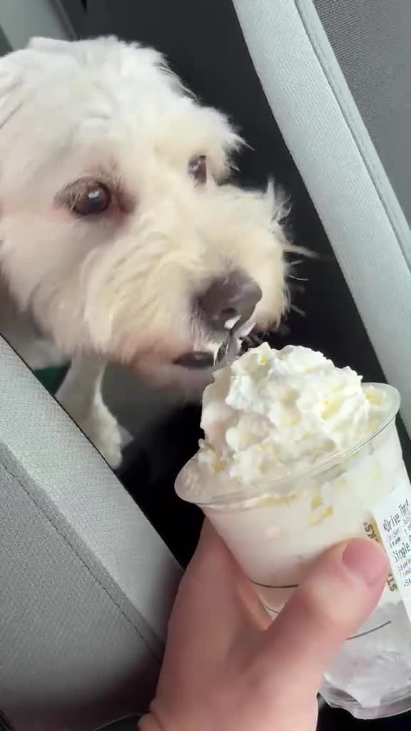 Mixed Breed dogs for sale: Rehoming Our Loving Girl  - Video 1
