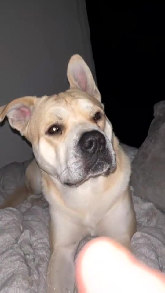 Mixed Breed dogs for sale: rex cane corso - Video 2