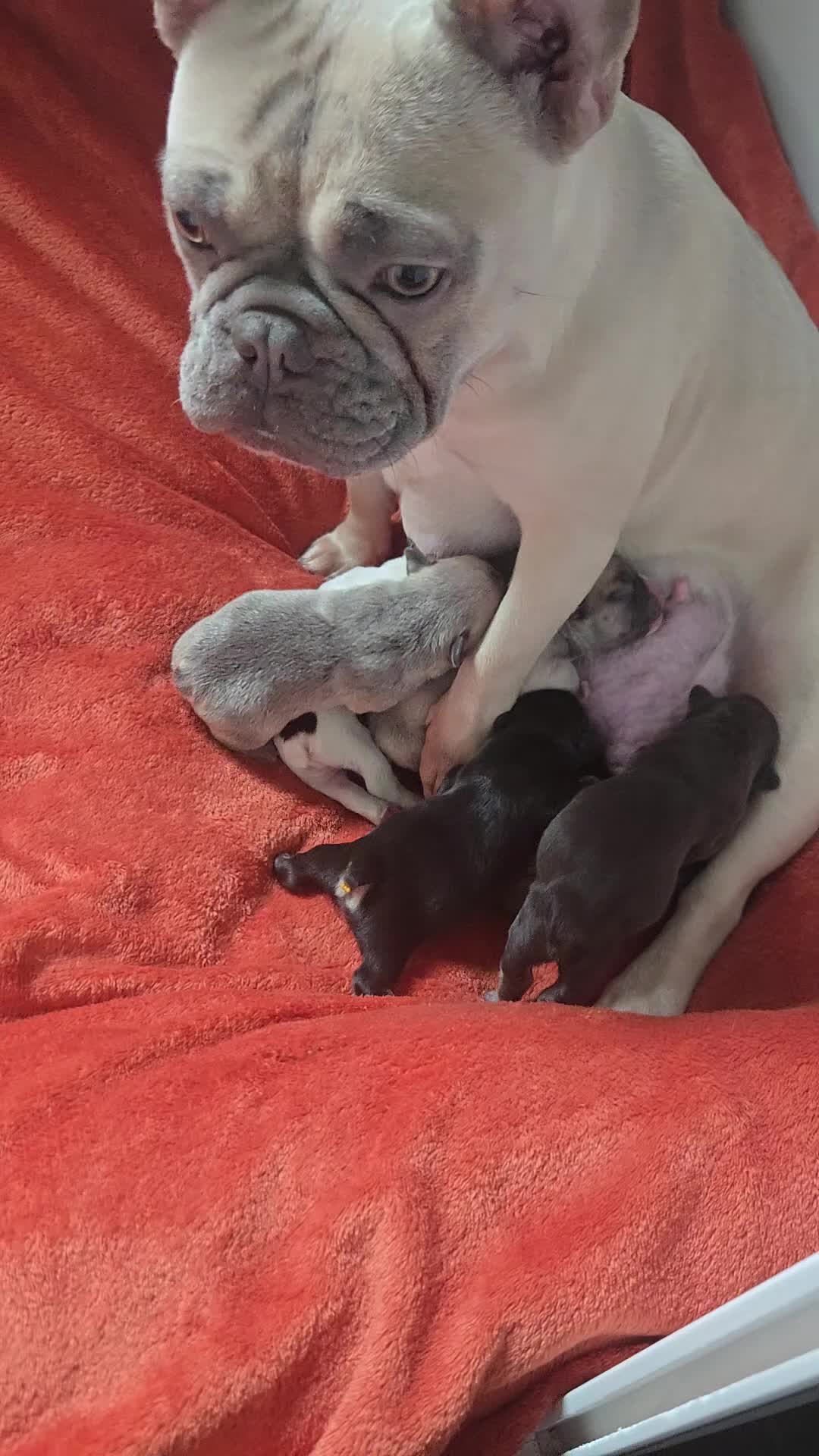 French Bulldog dogs for sale: BRAND NEW FRENCH BULLDOG PUPPIES BORN 9TH MAY - Video 2