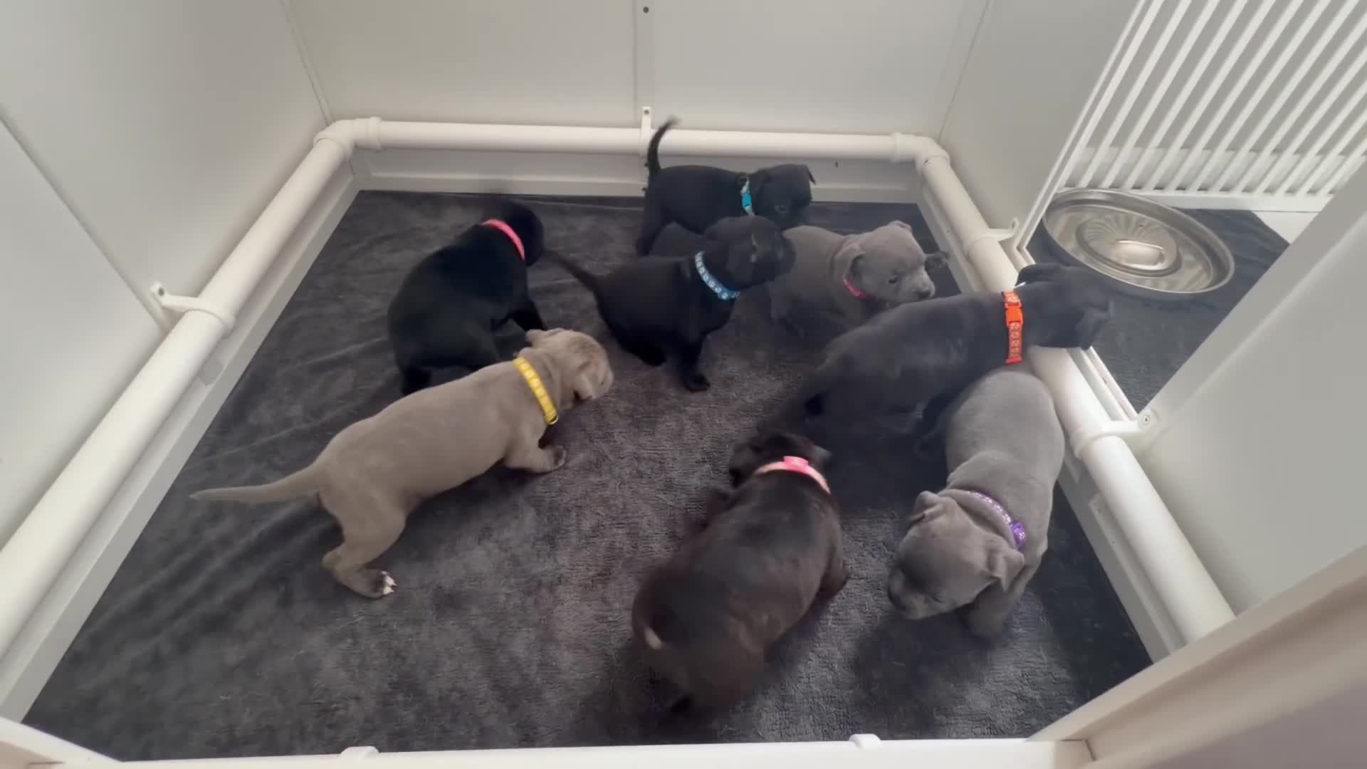 Staffordshire Bull Terrier dogs for sale: 🏅🏆 GRAND CHAMPION YOSHI SIRED STAFFY BOYS - Video 3