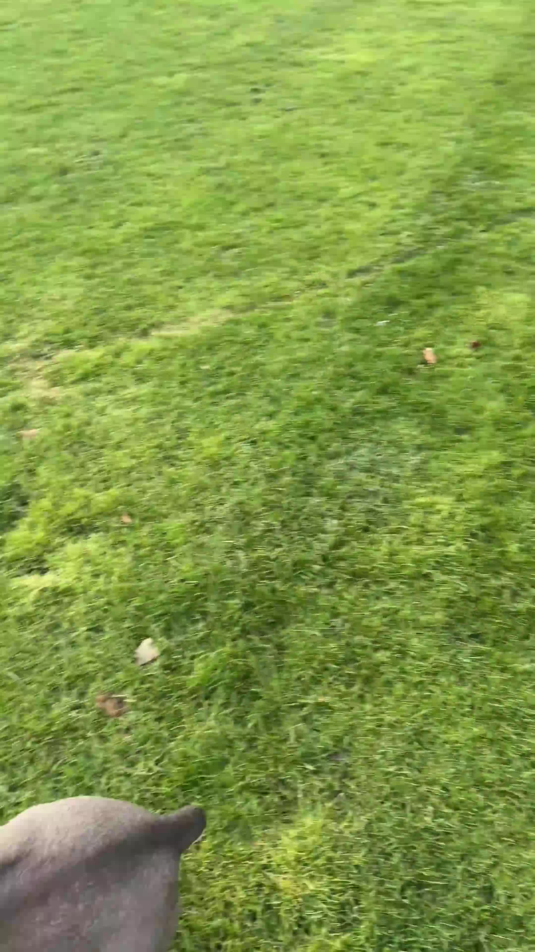 French Bulldog dogs for sale: Stunning French Bulldog 🧬 1 year old  - Video 4