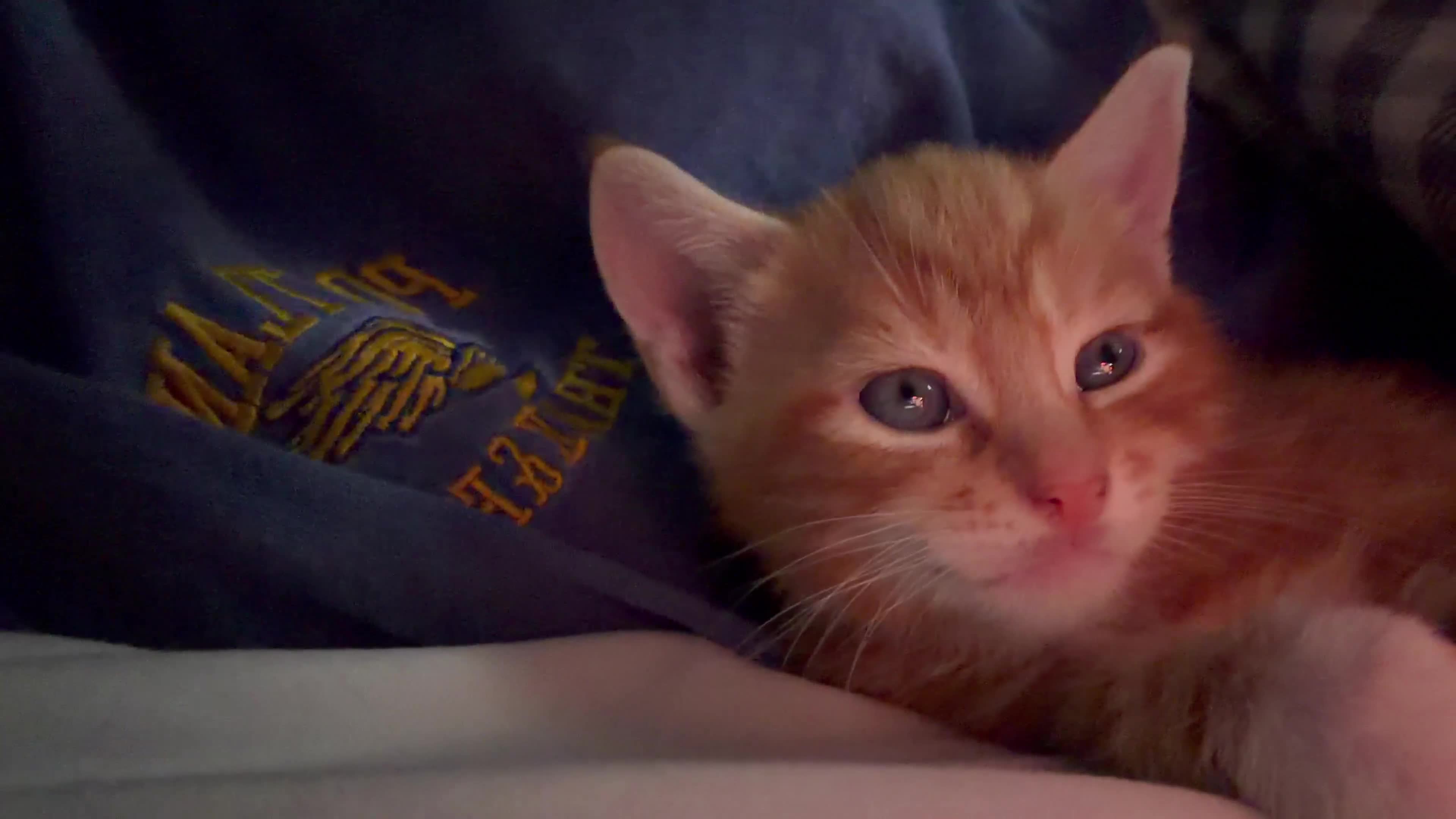 Mixed Breed cats for sale: 2 girls tabby and 2 boys gingers ragdoll tabby mix - Video 1