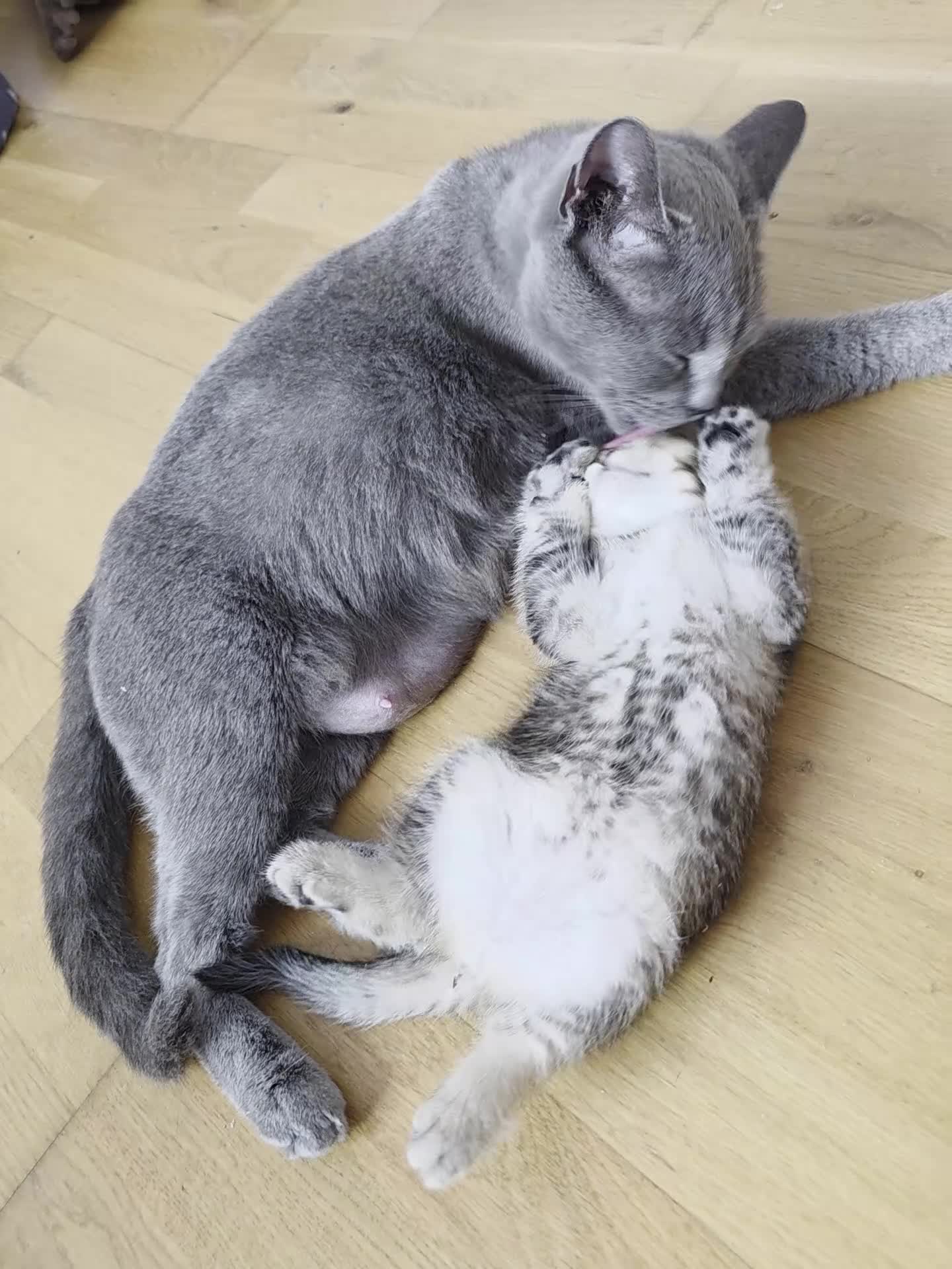 British Shorthair cats for sale: British shorthair  - Video 1