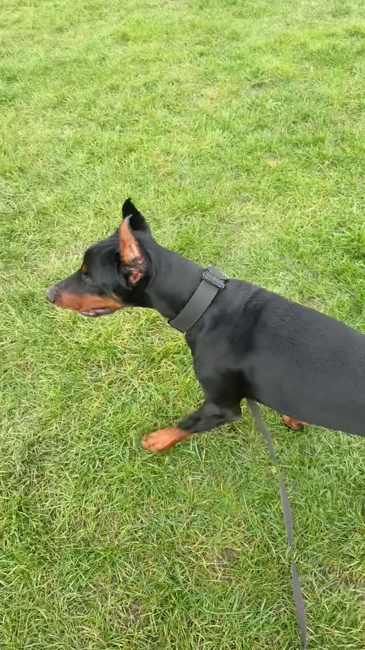 Dobermann dogs for stud: Doberman stud  - Video 2