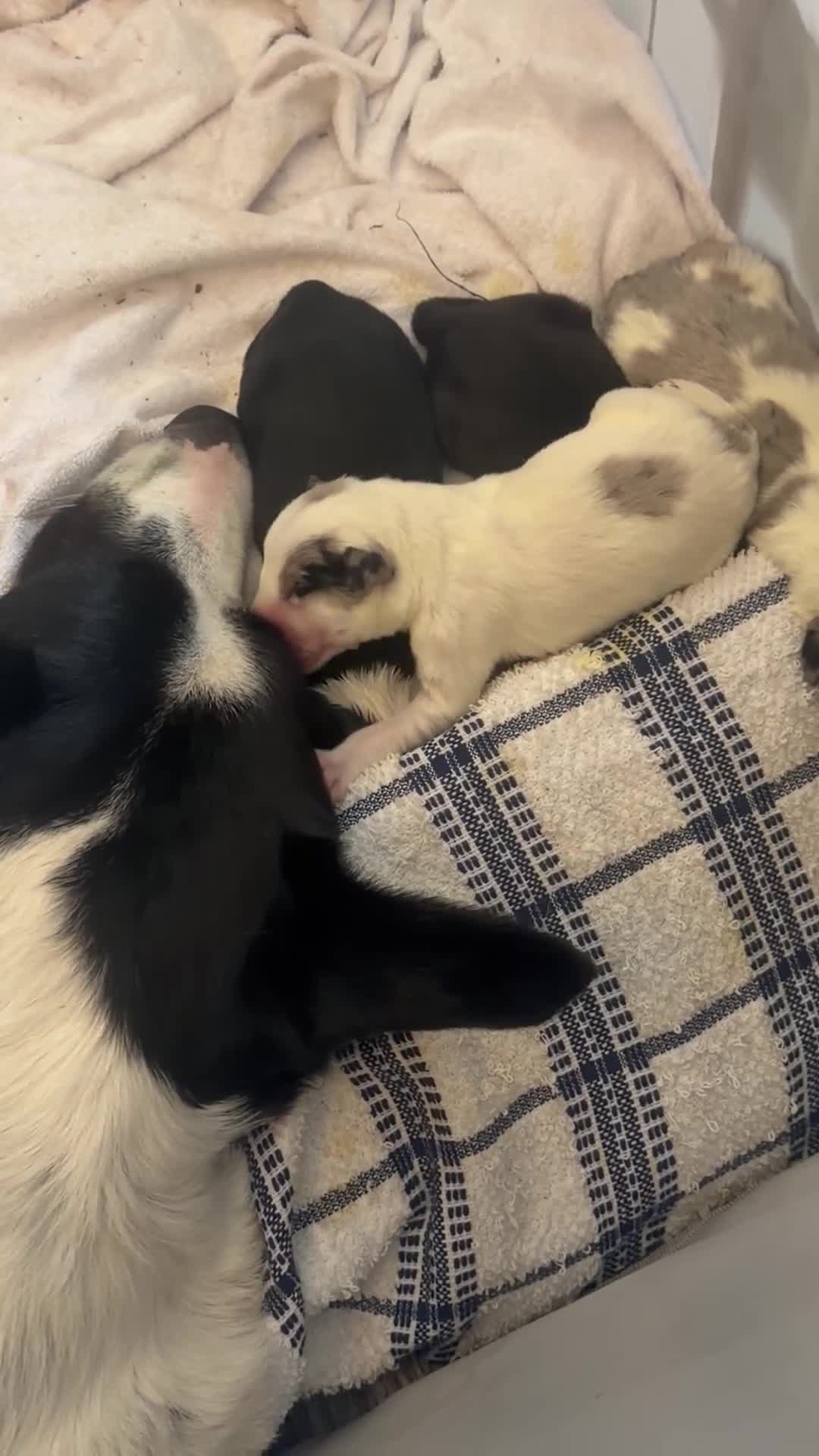 Border Collie dogs for sale: Border collie crossed blue Merle collie puppies  in Hereford - Video 1
