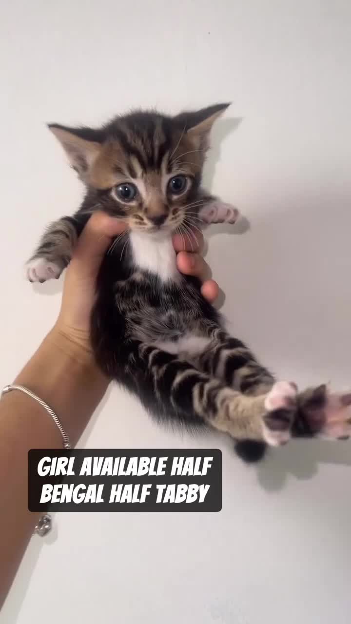 Mixed Breed cats for sale: 6 Beautiful Kittens Available in Brentford - Video 4