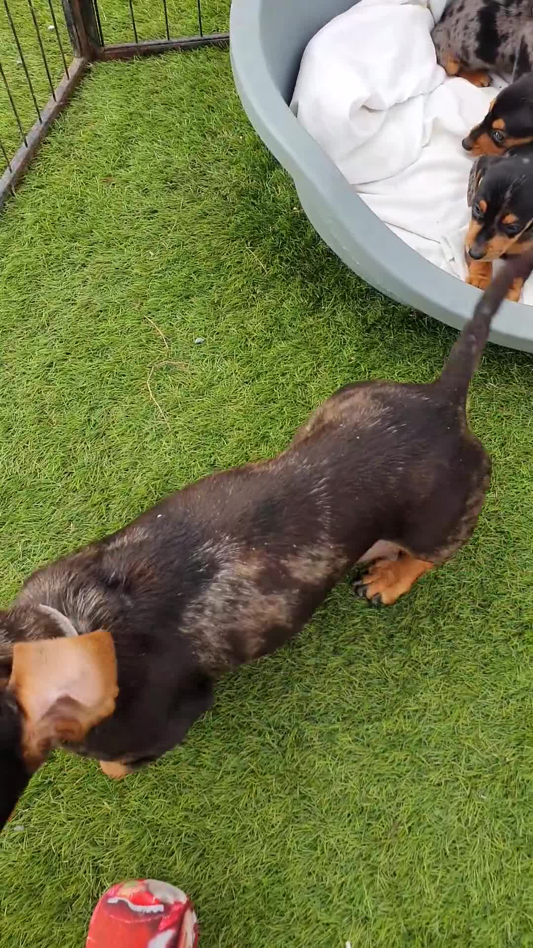Dachshund dogs for sale: Xxx Beautiful dachshund puppies Xxx - Video 1